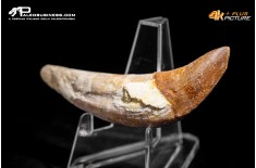 Denti di Basilosaurus