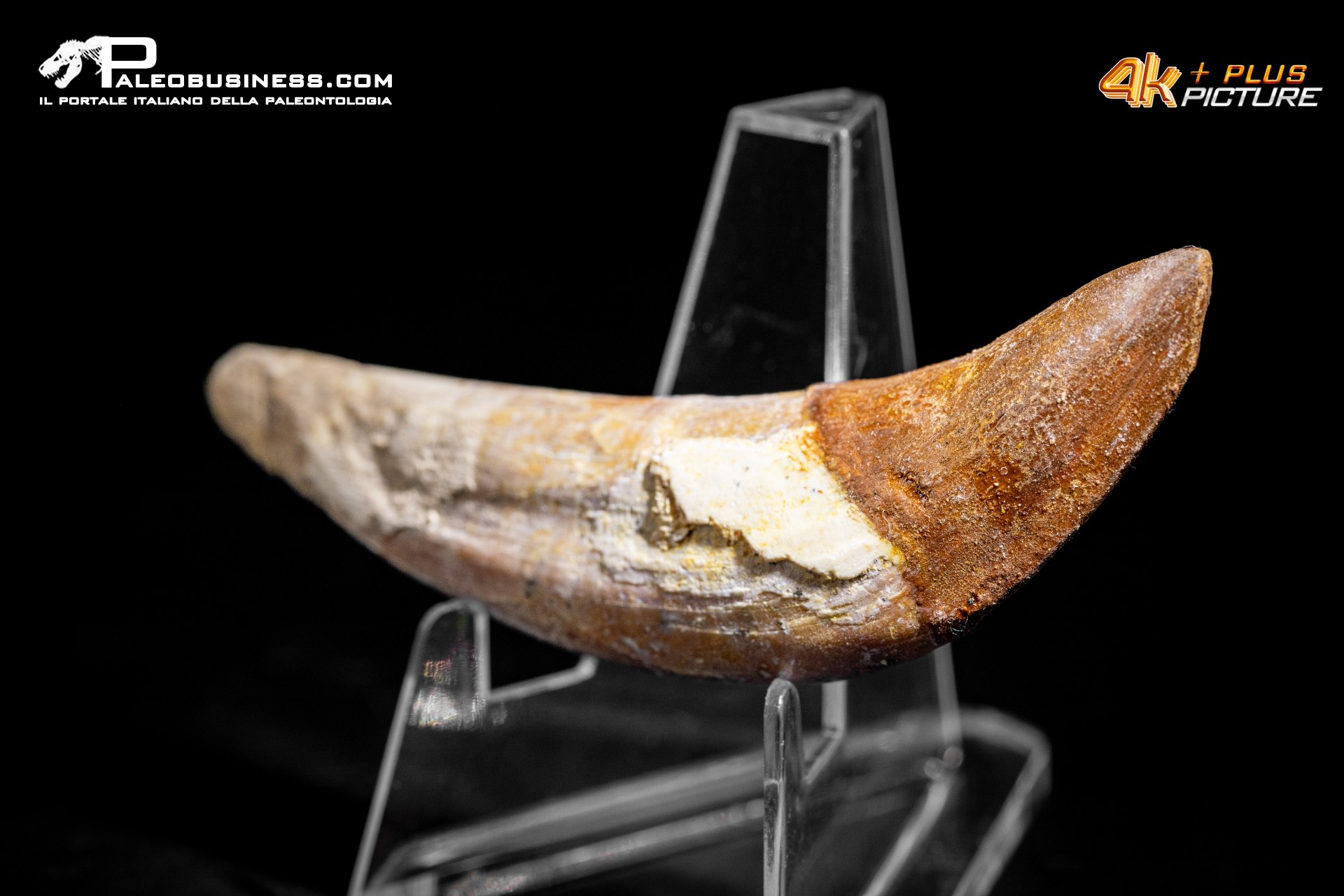 Denti di Basilosaurus