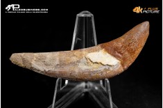 Denti di Basilosaurus