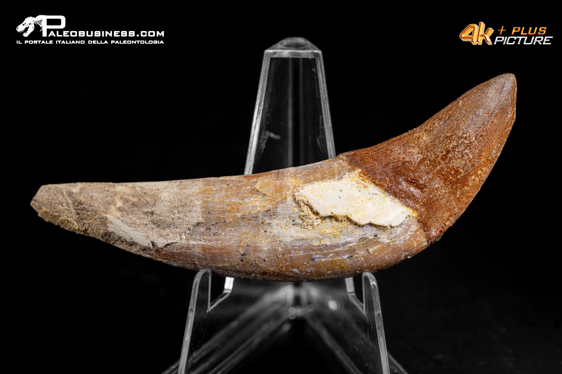 Denti di Basilosaurus