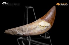 Denti di Basilosaurus