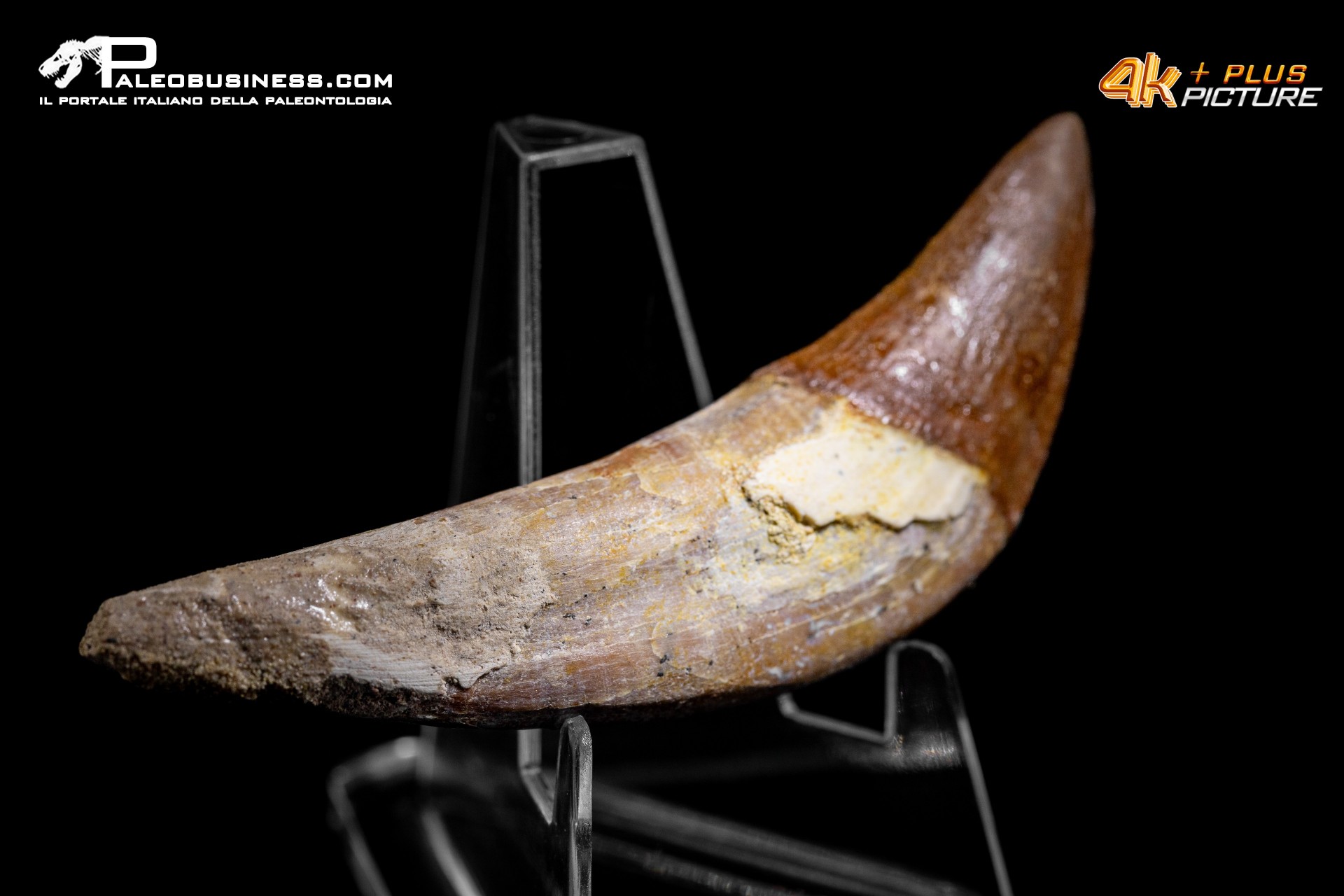 Denti di Basilosaurus
