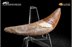 Denti di Basilosaurus