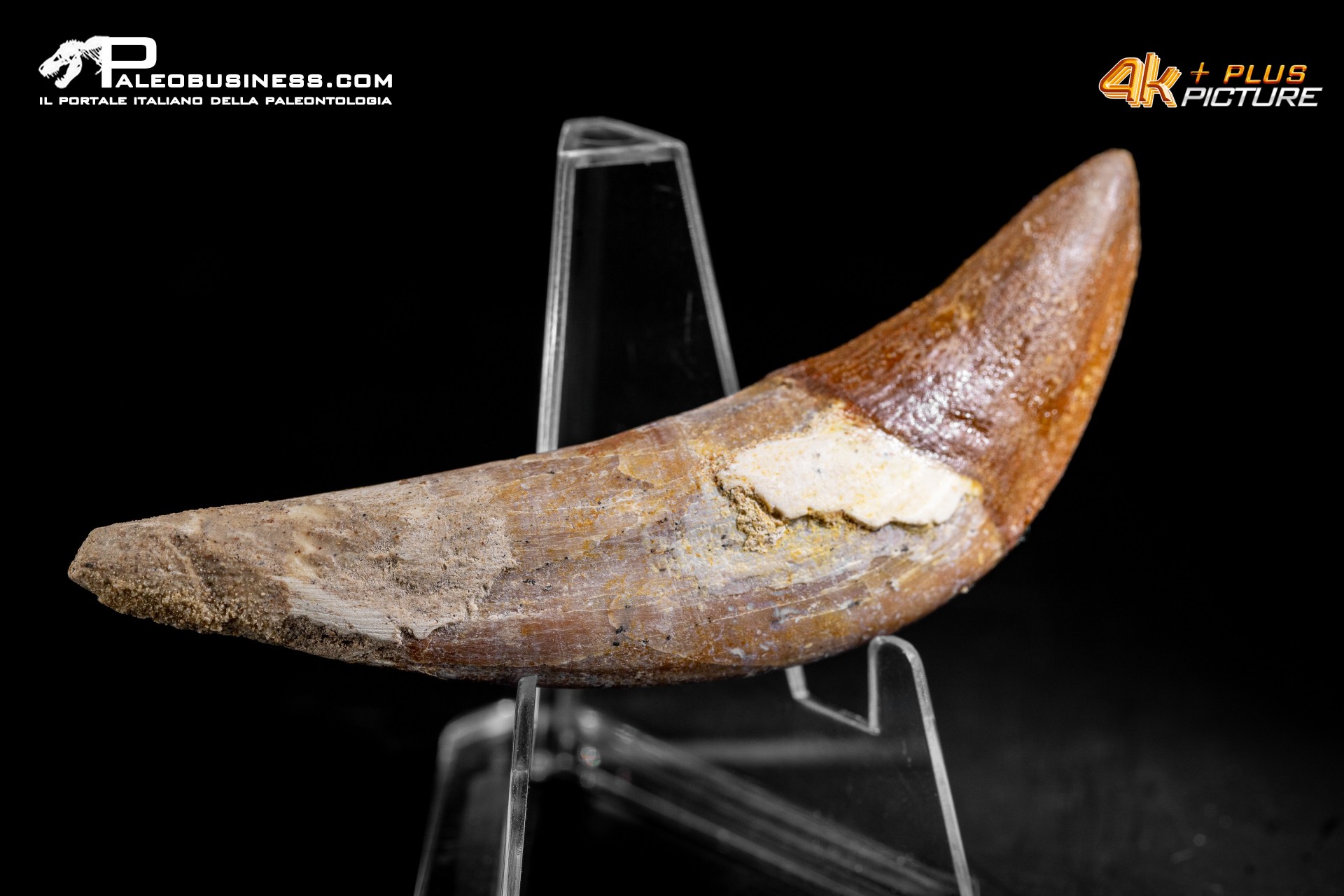 Denti di Basilosaurus