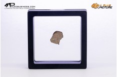 Cairanoolithus sp. – uovo di dinosauro fossile