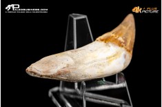 Denti di Dorudon Atrox