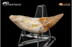 Denti di Dorudon Atrox