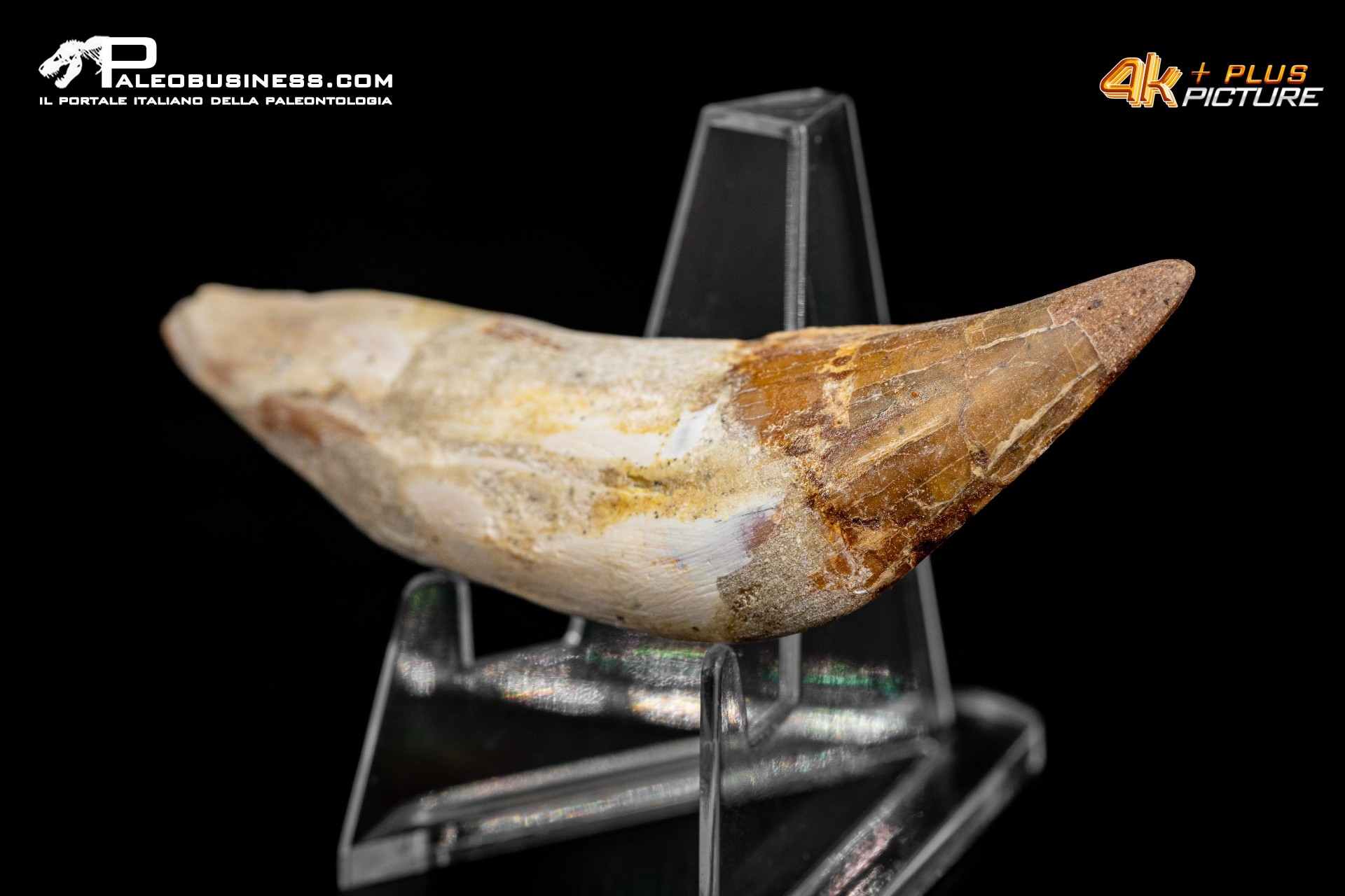 Denti di Dorudon Atrox