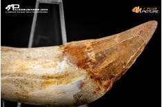 Denti di Dorudon Atrox