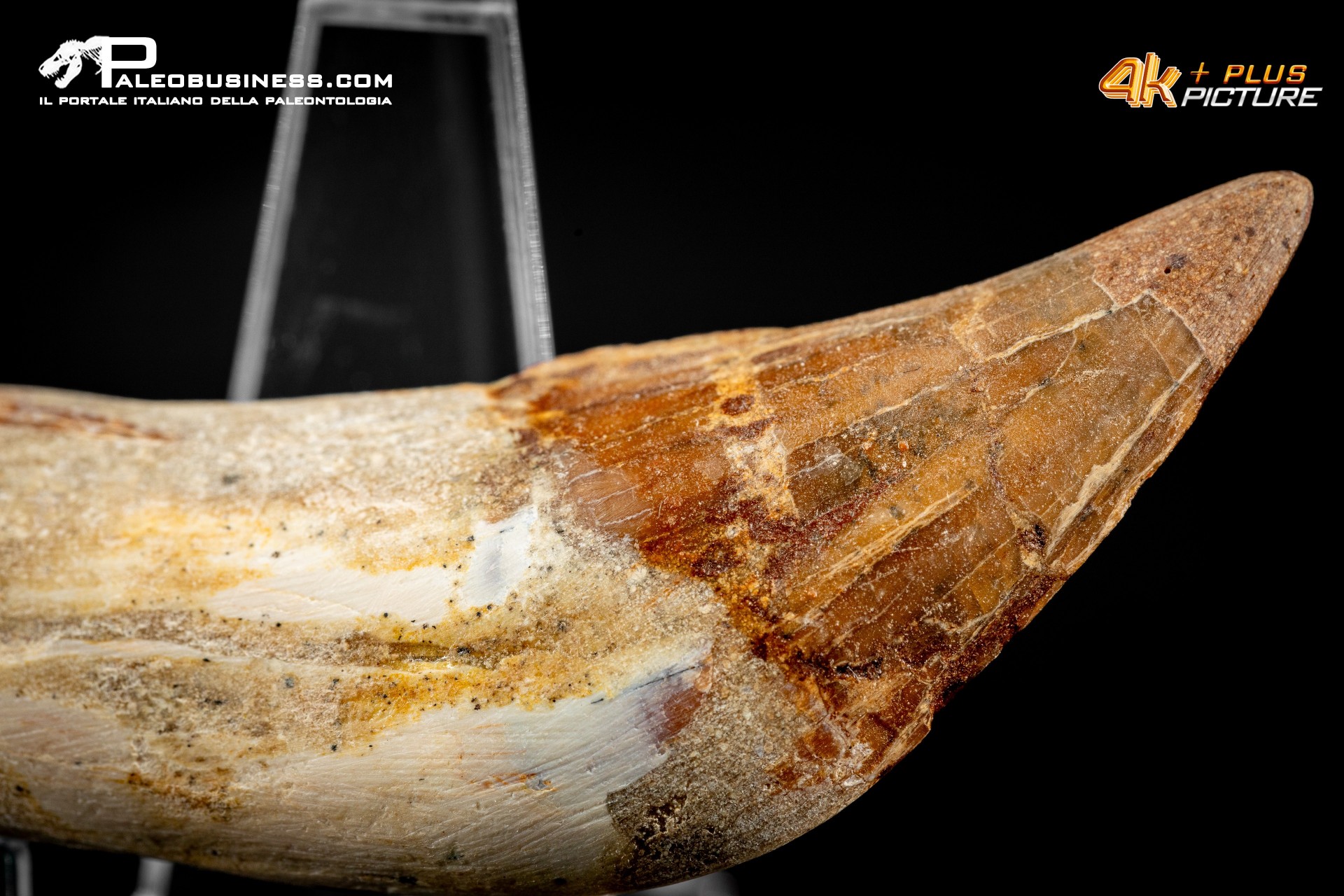 Denti di Dorudon Atrox