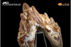 Denti di Dorudon Atrox