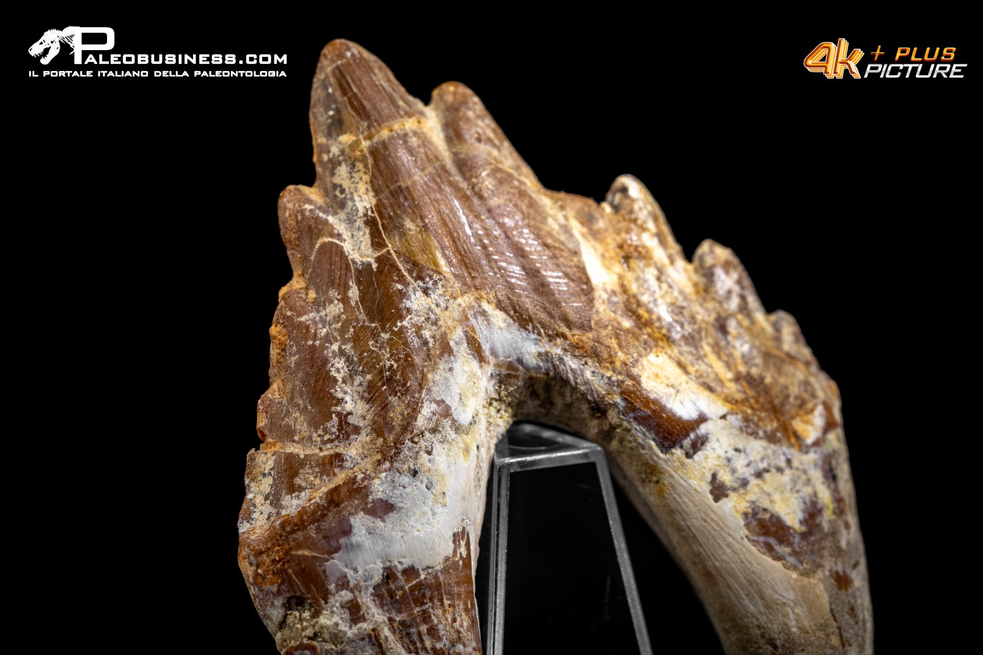 Denti di Dorudon Atrox