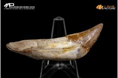 Denti di Dorudon Atrox