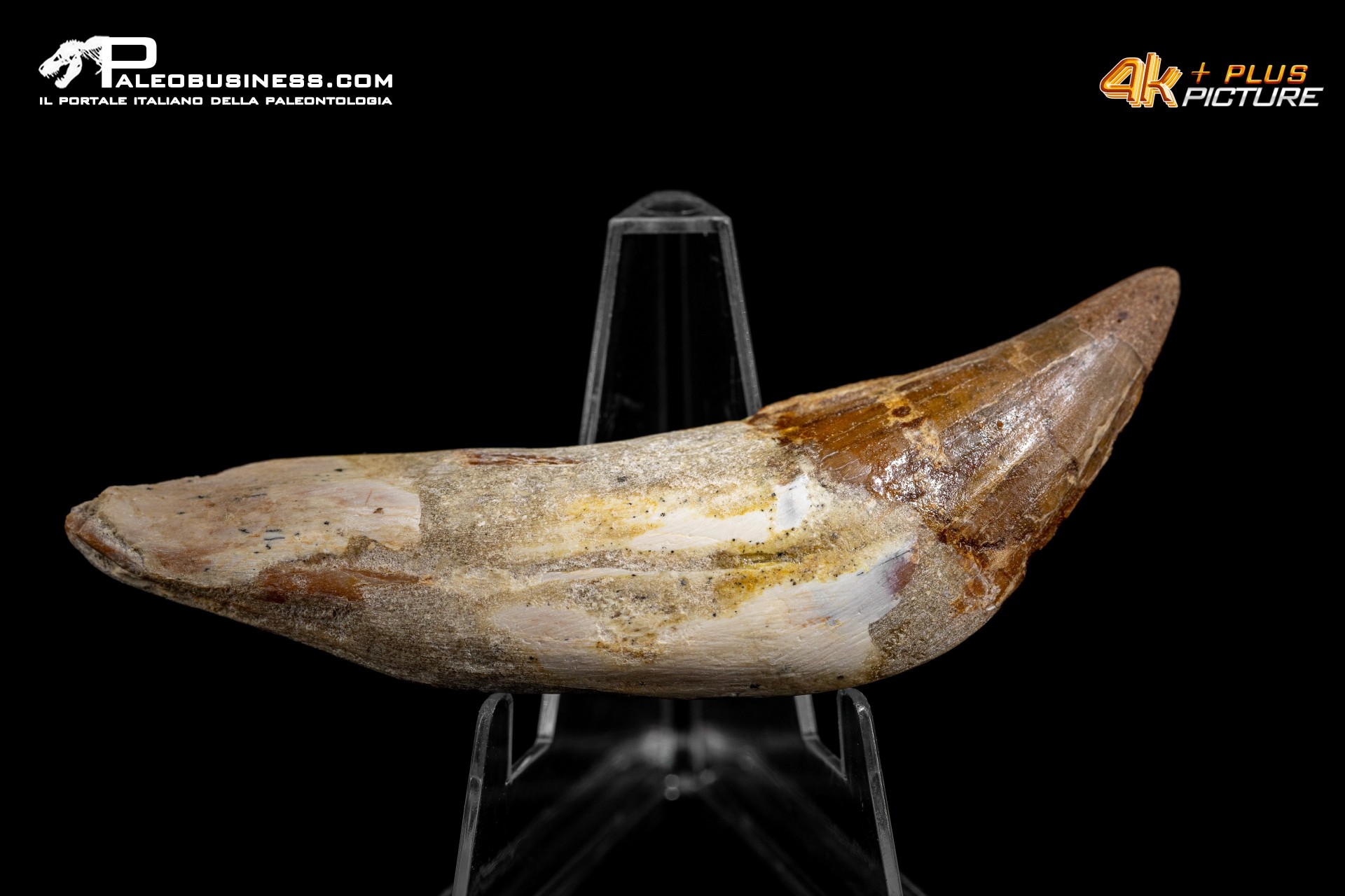 Denti di Dorudon Atrox