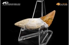 Dente di Dorudon Atrox