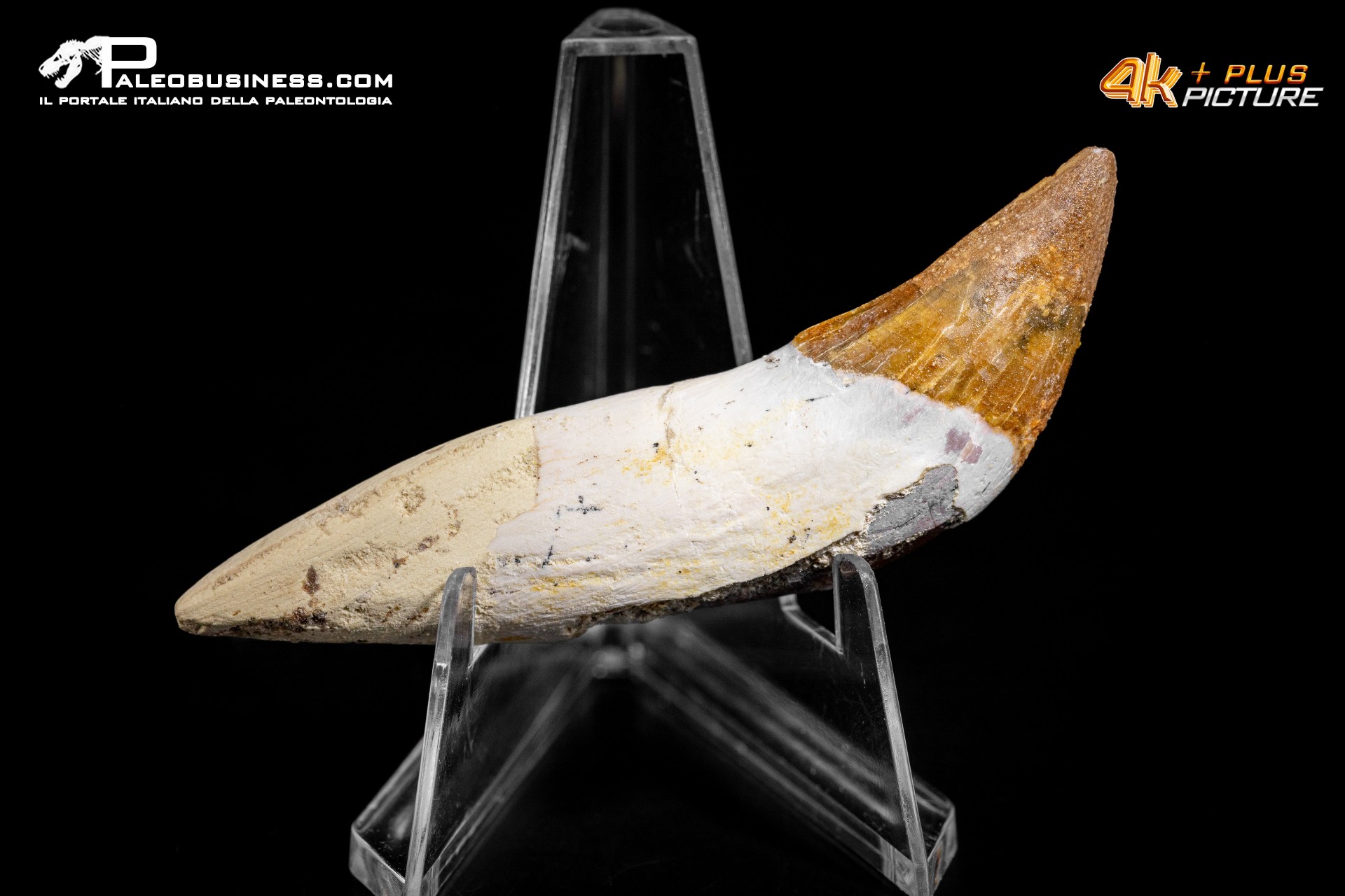 Dente di Dorudon Atrox