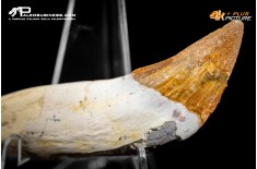Dente incisivo di Dorudon atrox