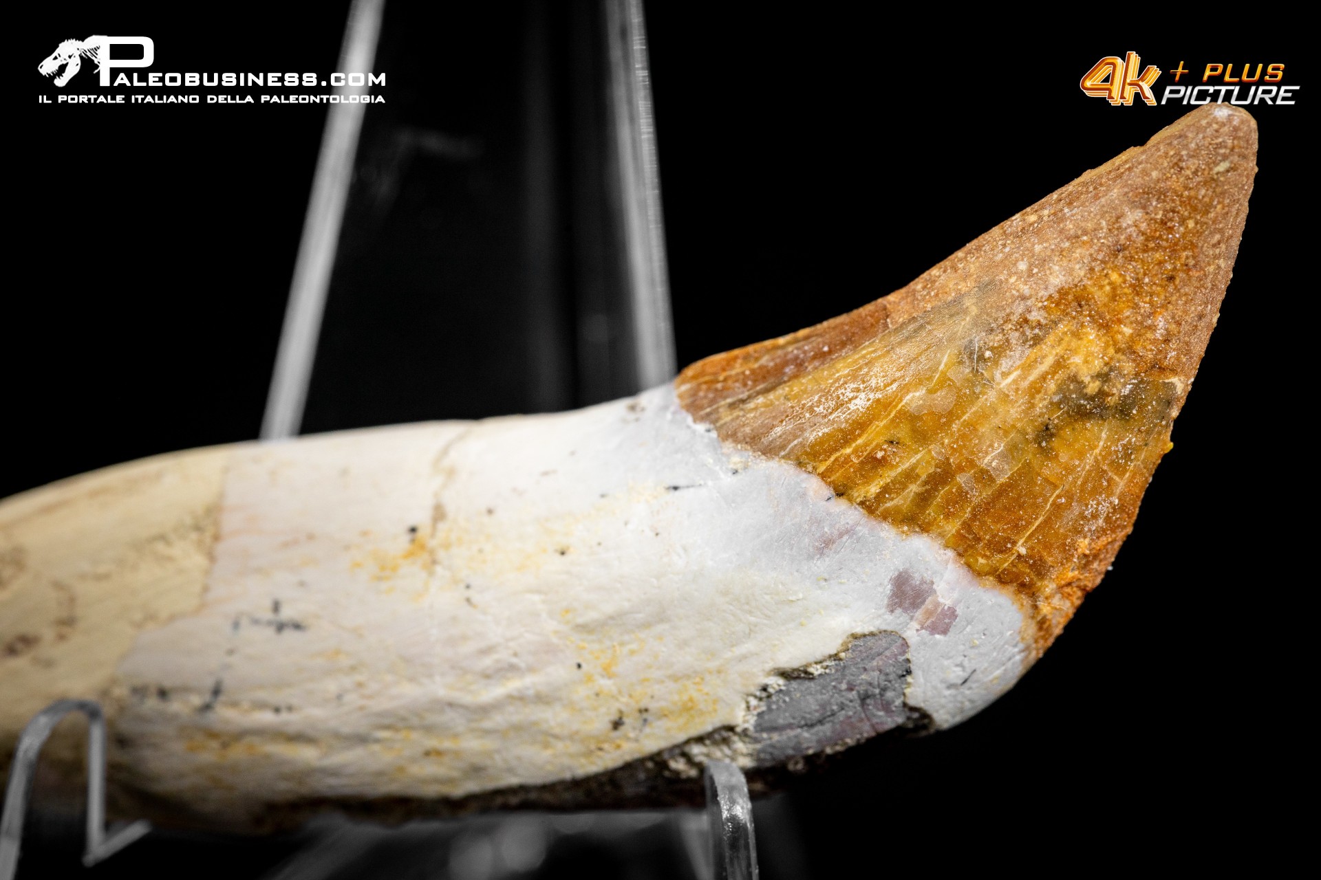 Dente di Dorudon Atrox