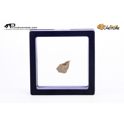 Cairanoolithus sp. – uovo di dinosauro fossile