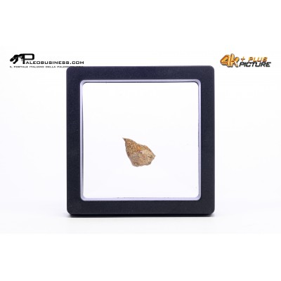 Cairanoolithus sp. – uovo di dinosauro fossile