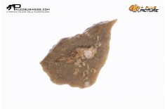 Cairanoolithus sp. – uovo di dinosauro fossile