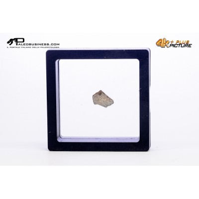 Cairanoolithus sp. – uovo di dinosauro fossile