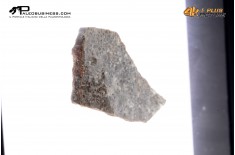 Frammento d'uovo di Sauropode Megaloolithus siguruei