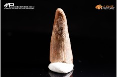 Dente di Pterosauro Siroccopteryx moroccensis