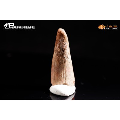 Dente di Pterosauro Siroccopteryx moroccensis