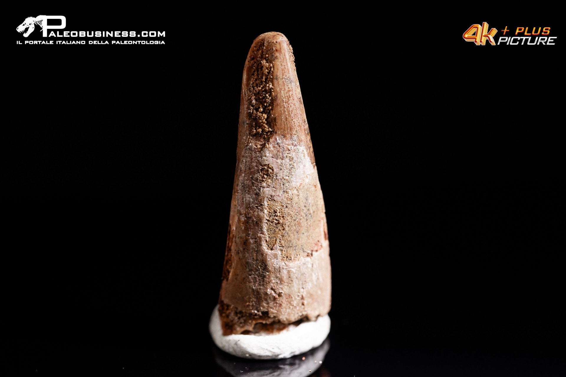 Dente di Pterosauro Siroccopteryx moroccensis
