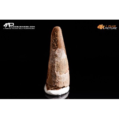 Dente fossile di Pterosauro Siroccopteryx moroccensis