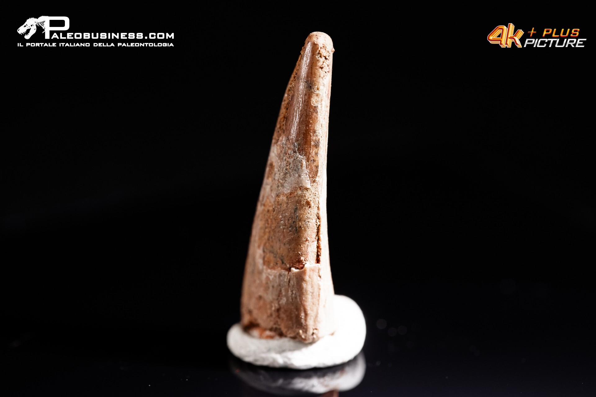 Dente di Pterosauro Siroccopteryx moroccensis