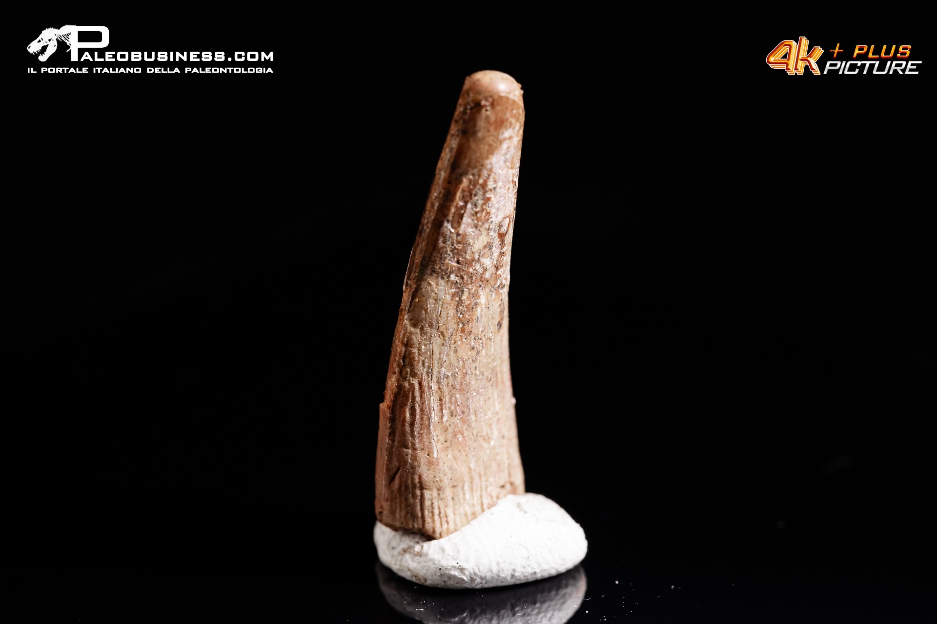 Dente di Pterosauro Siroccopteryx moroccensis