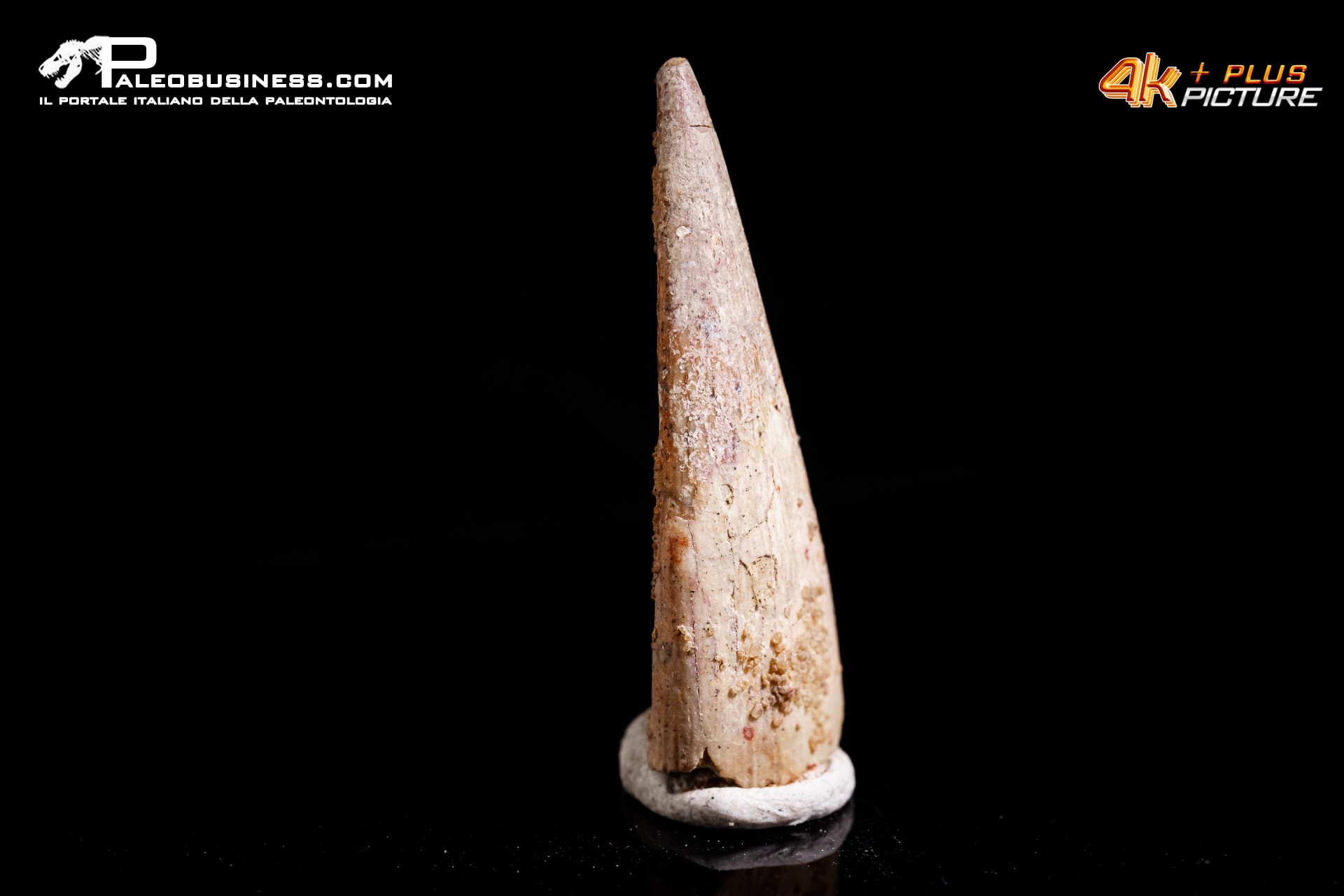 Dente di Pterosauro Siroccopteryx moroccensis