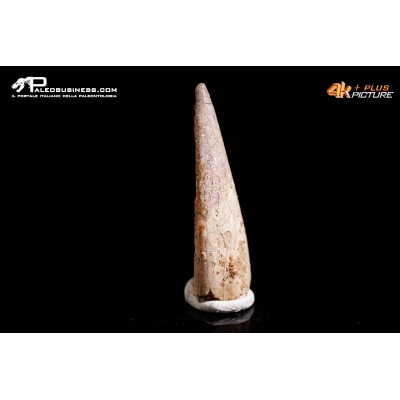 Dente fossile di Pterosauro Siroccopteryx moroccensis