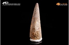 Dente di Pterosauro Siroccopteryx moroccensis