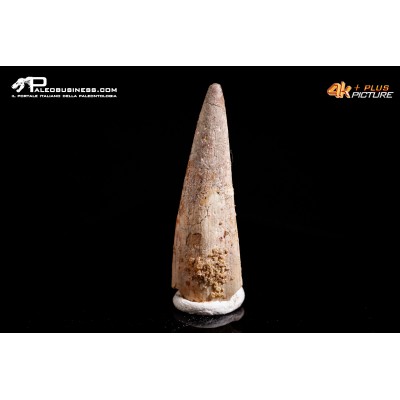 Dente di Pterosauro Siroccopteryx moroccensis