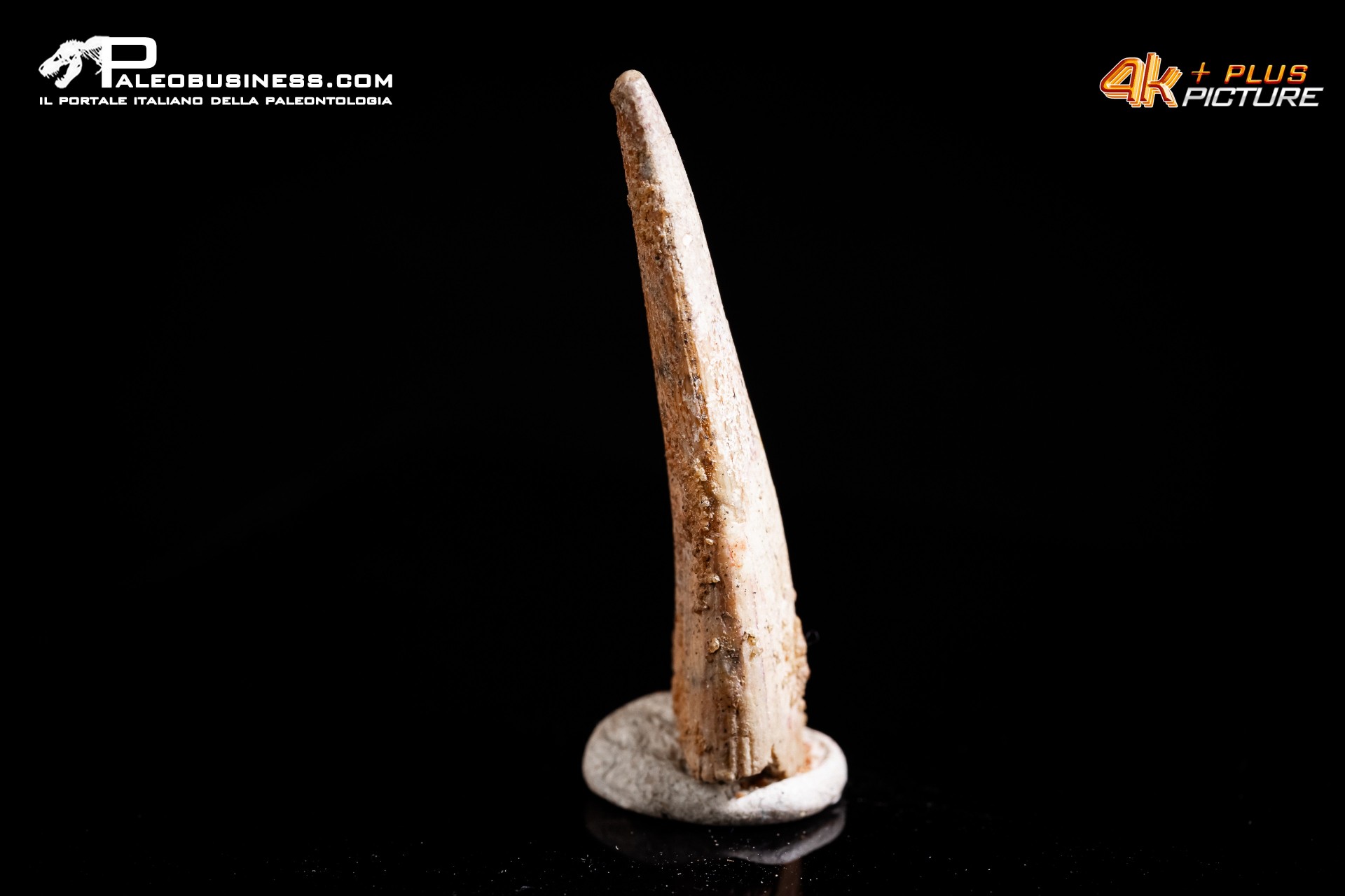 Dente di Pterosauro Siroccopteryx moroccensis