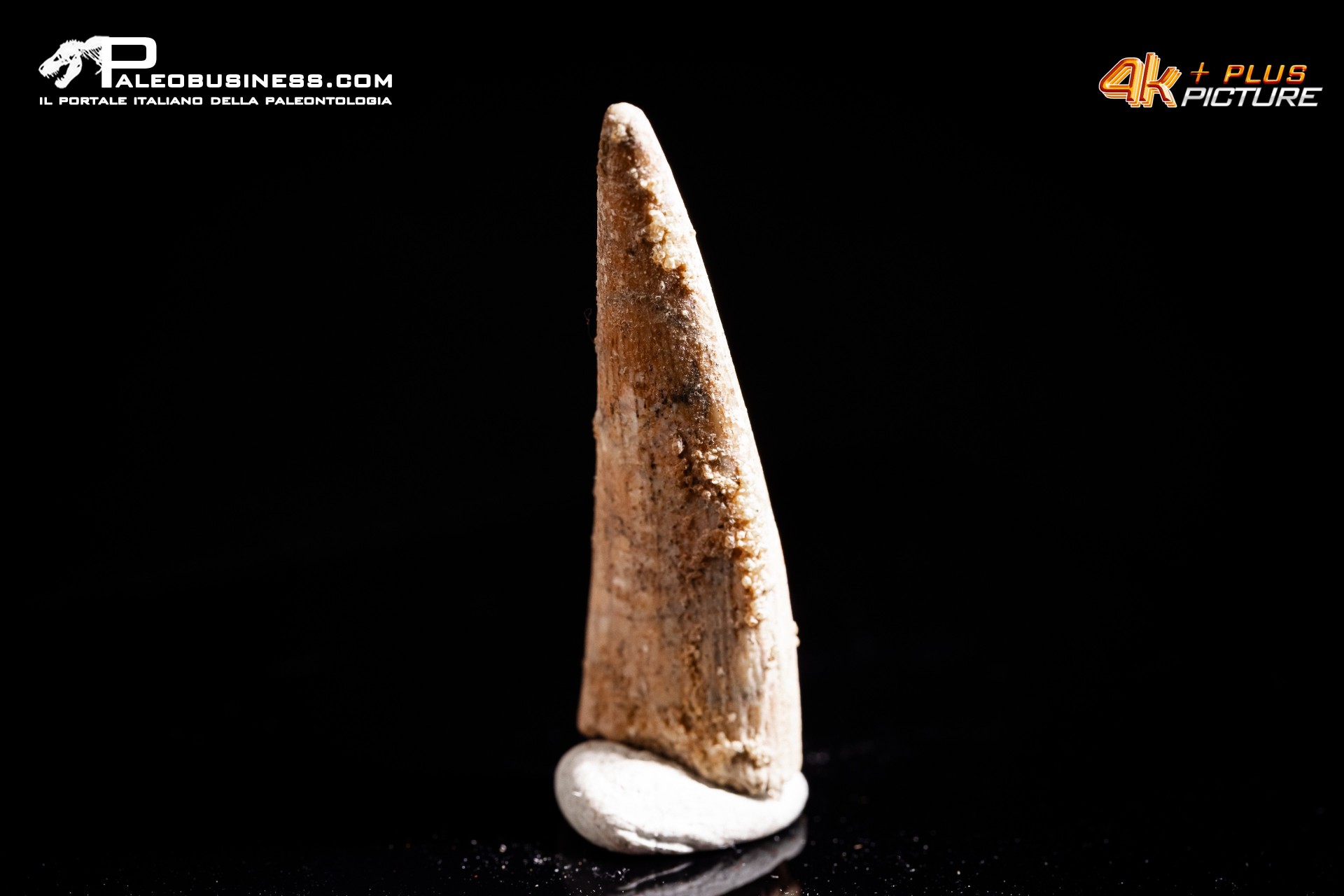 Dente di Pterosauro Siroccopteryx moroccensis