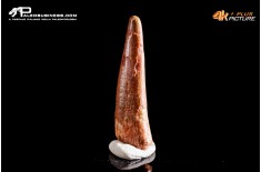 Dente fossile di Pterosauro Siroccopteryx moroccensis