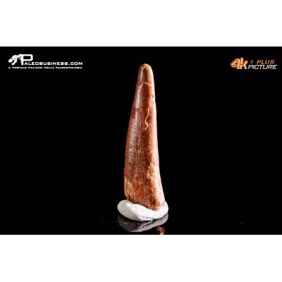 Dente fossile di Pterosauro Siroccopteryx moroccensis