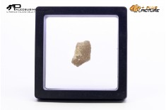 Frammento d'uovo di Sauropode Megaloolithus siguruei