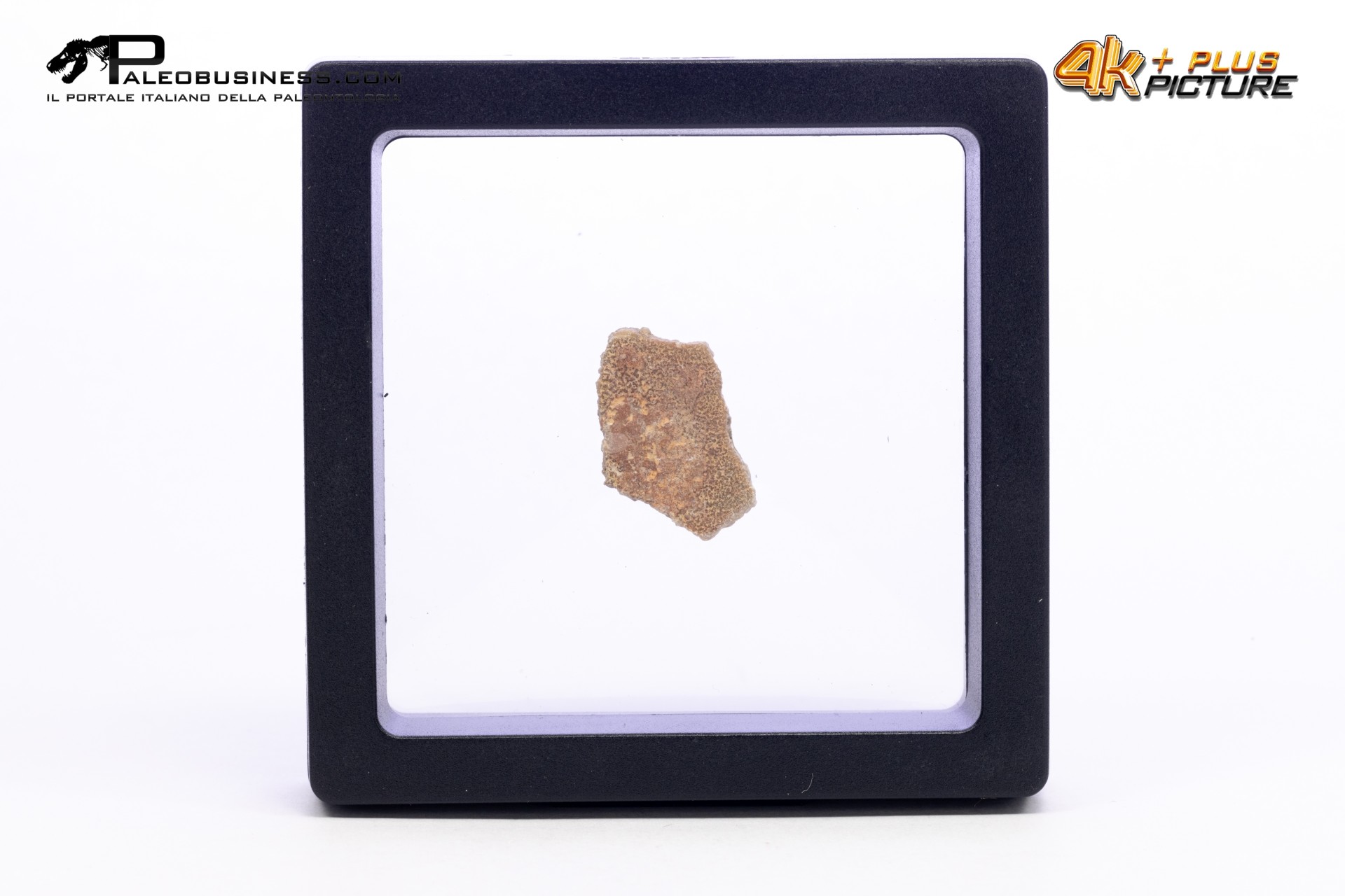 Frammento d'uovo di Sauropode Megaloolithus siguruei Frammento d'uovo di Sauropode Megaloolithus siguruei