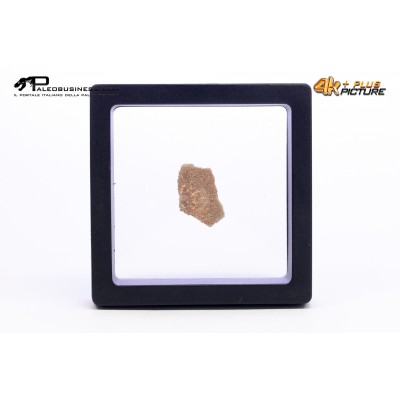 Megaloolithus siguruei – uovo di dinosauro fossile