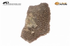 Megaloolithus siguruei – uovo di dinosauro fossile