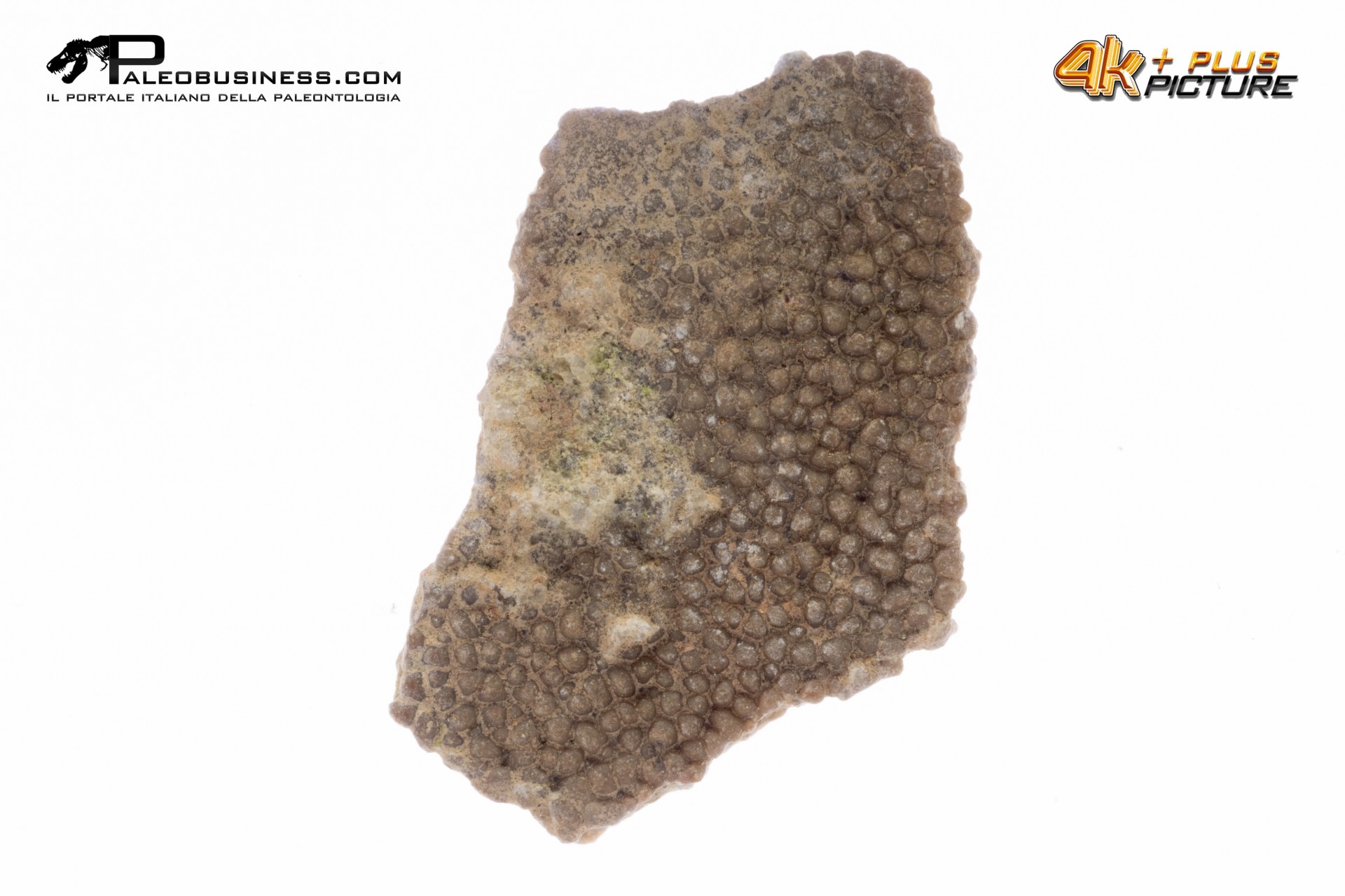 Frammento d'uovo di Sauropode Megaloolithus siguruei Frammento d'uovo di Sauropode Megaloolithus siguruei