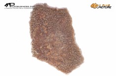Megaloolithus siguruei – uovo di dinosauro fossile