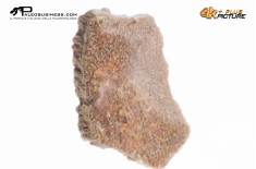 Megaloolithus siguruei – uovo di dinosauro fossile