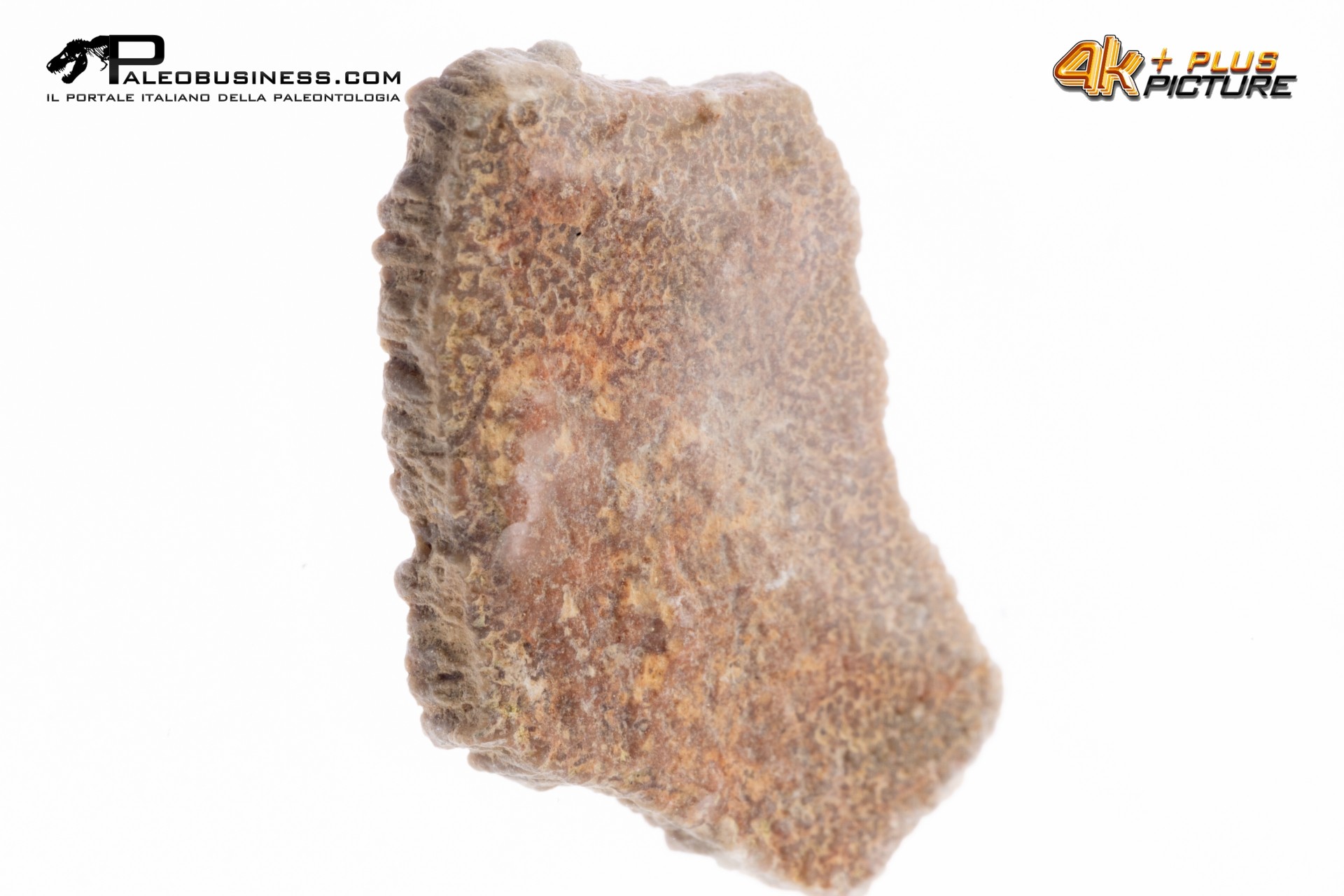 Frammento d'uovo di Sauropode Megaloolithus siguruei Frammento d'uovo di Sauropode Megaloolithus siguruei