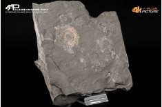 Dactylioceras sp. + inoceramus dubius